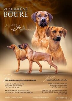 Rhodéský ridgeback - štěňátka k rezervaci