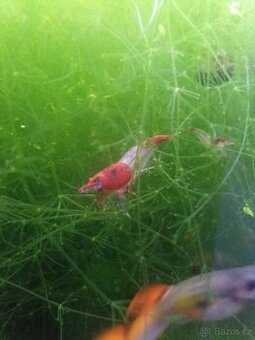 Neocaridina Davidi ( - 1