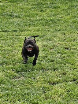 American Bully Pocket ABKC