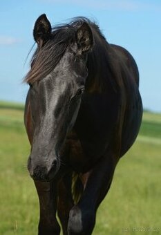 Nabízím valacha paint horse APH, - 1