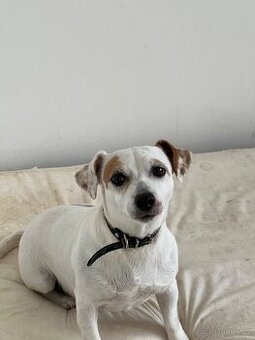 Fena Jack Russell teriér