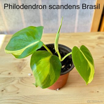 Philodendron scandens Brasil