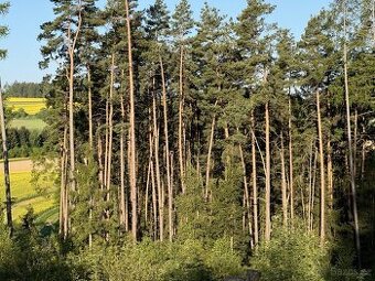 Prodej, pozemek, 7 056 m, 9, Buřenice - Radějov, Česko