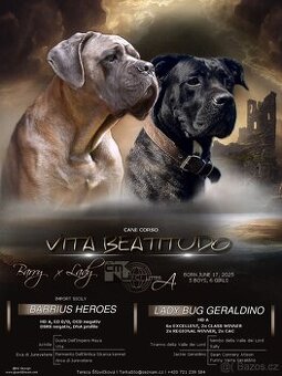 CANE CORSO