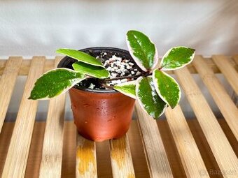 Hoja, Hoya Flamingo Dream, voskovka