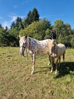 Appaloosa