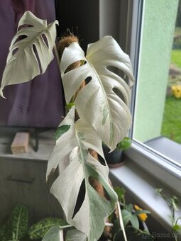 Monstera var. Albo