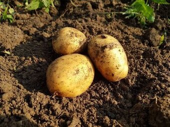 Brambory na uskladnění 2025 - doprava zdarma