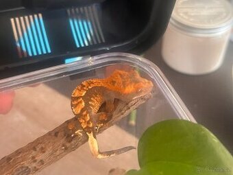 Prodám Pagekony řasnatý (Correlophus ciliatus) - 1