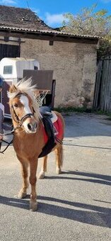 Welsh Part Bred + Shetland pony