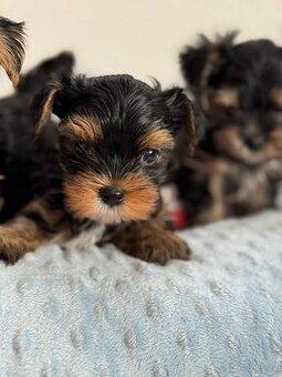 Jorkšírský Yorkšírský  teriér s PP