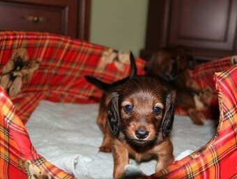 Jezevčík dlouhosrstý trpasličí