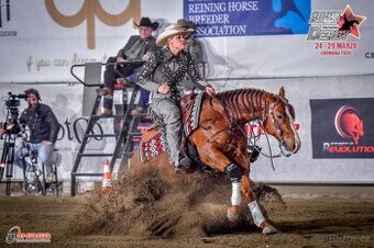 Qh na prodej od hribete po show reining