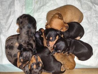 Trpasličí jezevčík