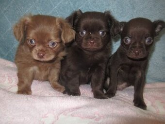 Čivava štěňátka