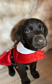 Labradorský retrívr hnědý