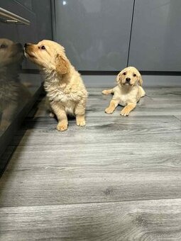 Zlatý retrívr x Labradorský Retrívr