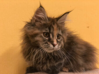 Mainská mývalí s PP