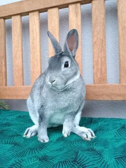 Zakrslý činčilový rex s PP