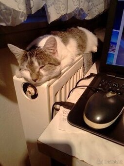 Kotě z Týna nad Vltavou