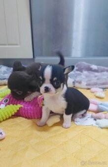 Čivava štěňata s PP FCI