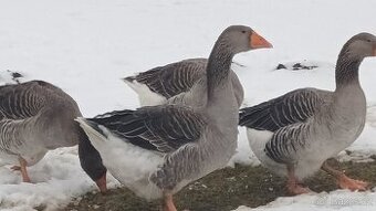 Násadová husí vejce