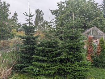 Jedle korejská - Abies koreana ve vel. asi 250 cm