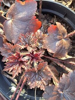 Dlužicha americká,Heuchera tmavá