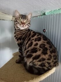Bengalska kočka s pp - 1