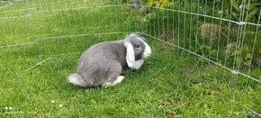 Zakrslý beránek, králík, králíček -NIKOLAS
