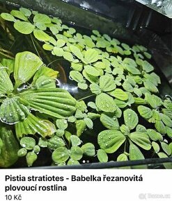 Plovoucí akvarijní rostlina