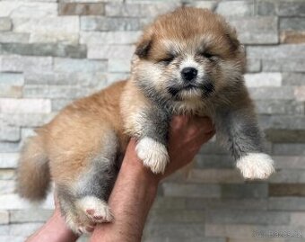 Akita Inu s PP - 1