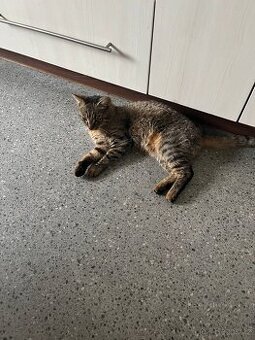 Dva kocouři hledají nový a přátelsky domov