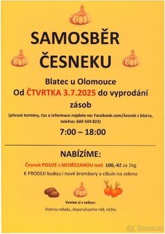 Samosběr česneku v Blatci u Olomouce.