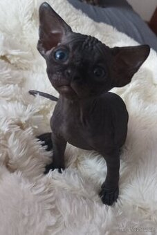 Kanadský sphynx