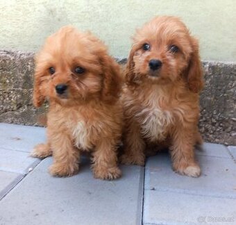 Cavapoo