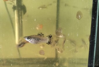 Prodám Poecilia shenops,gupky