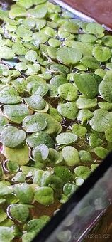 Rostlina do akvaria