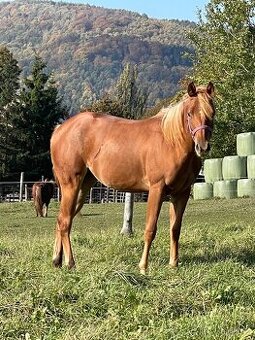 Paint horse