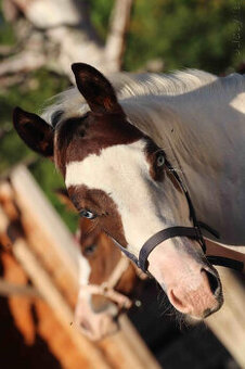 Krásný American Paint Horse hřebecek