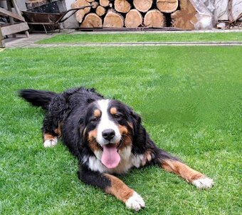 Bernský salašnický pes