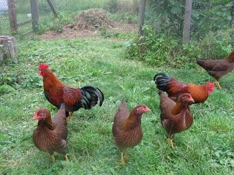 velsumka zdrobnělá