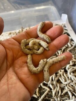 Bourec morušový (bombyx mori)