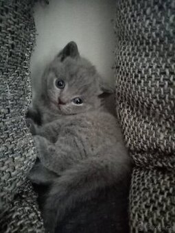 Bratrská modrá kotata