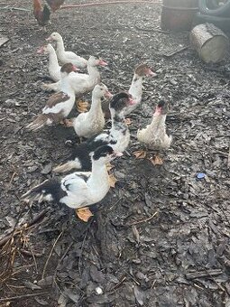 Kachna pižmová čínská - káčata