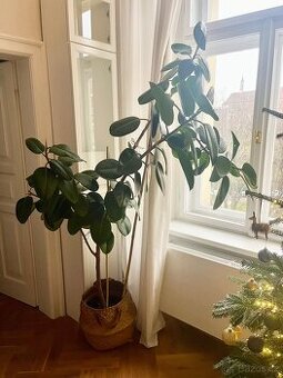 Fikus Ficus Elastica