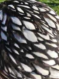 Wyandotka stříbrná černě lemovaná