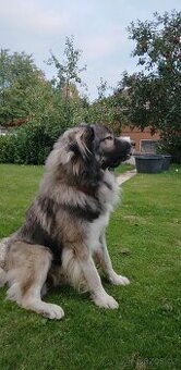 Kavkazský Pastevecký pes - krytí