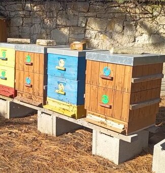 vyzimovaná včelstva/oddělky