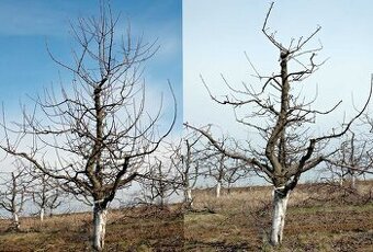Stříhání ovocných stromů –  kvalitně 🌳✂️